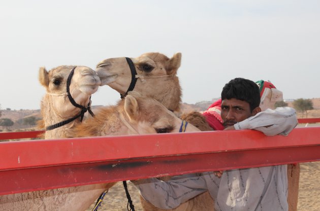 Op het kamelen-race circuit met een oppasser