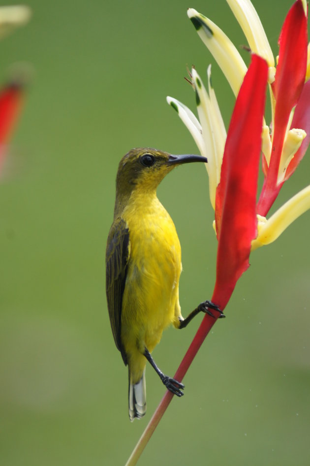 Olive backed sunbird in Singapore
