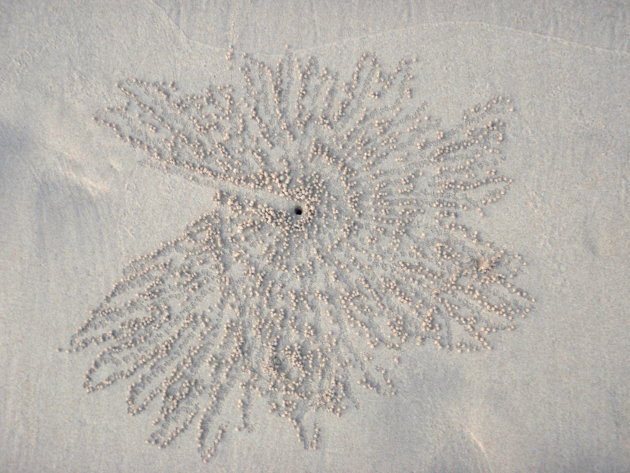 Zandfiguren gemaakt door duizenden krabbetjes