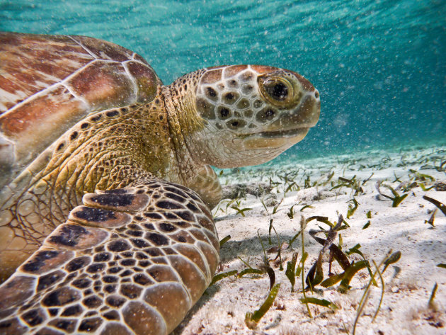 Groene zee schildpad oog in oog 