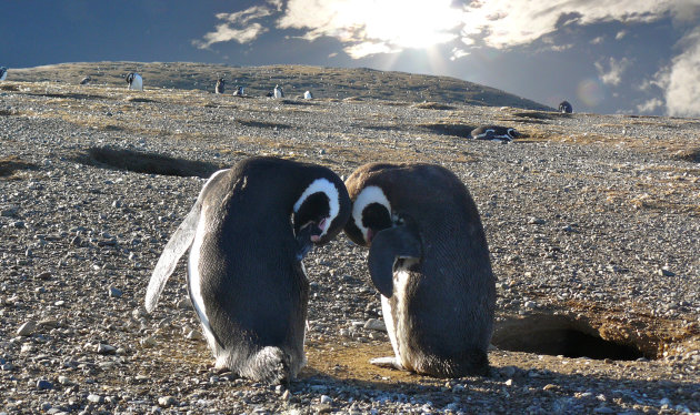 Ontmoeting tussen pinguins op het Maagdeneiland in Punta Arena, Chili