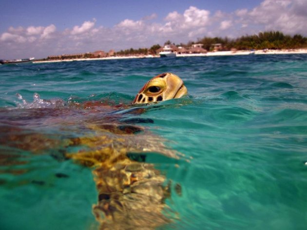 Even lucht happen...Turtle Bay Mexico