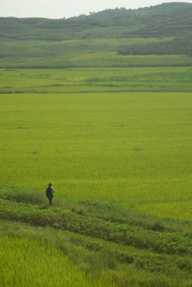 Eenzame man in het rijstveld. 