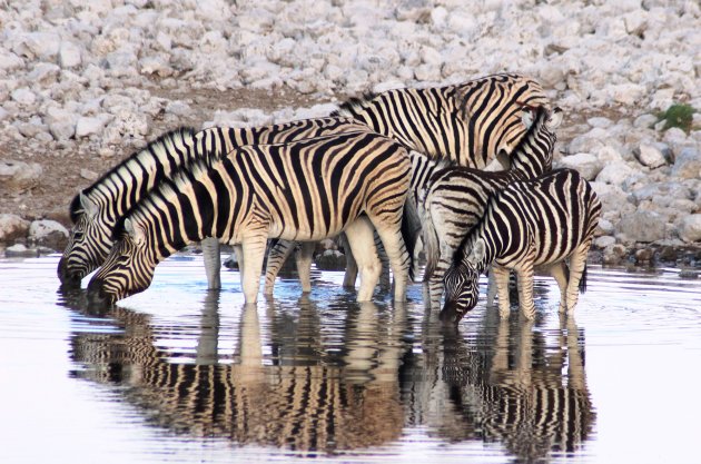 zebra's in Etosha
