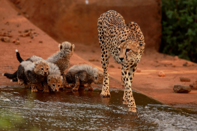 Cheetah met jongen I I