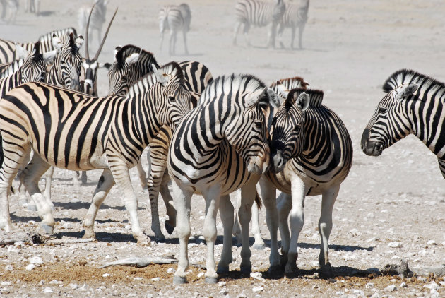 Liefkozende zebra's in Etosha National Park 