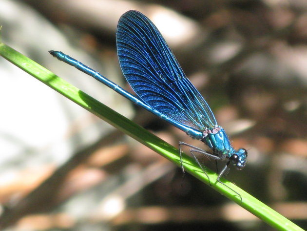 Blauwe libelle