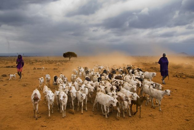 Masai Shepherds 