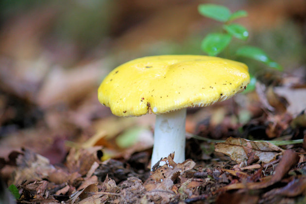 Gele paddenstoel