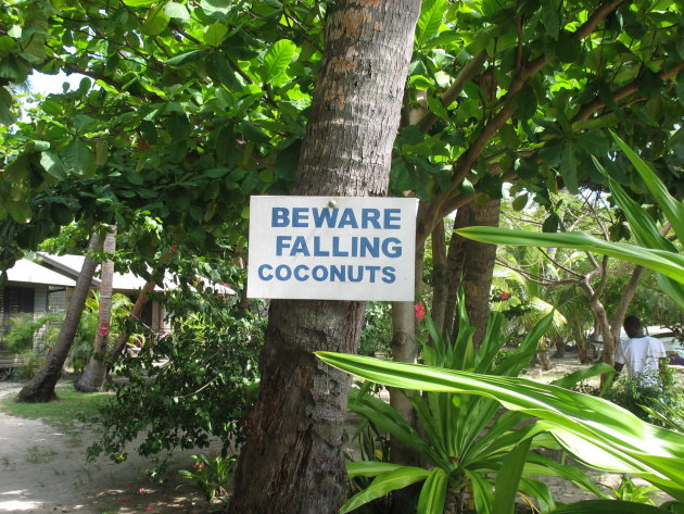 Beware of falling Coconuts