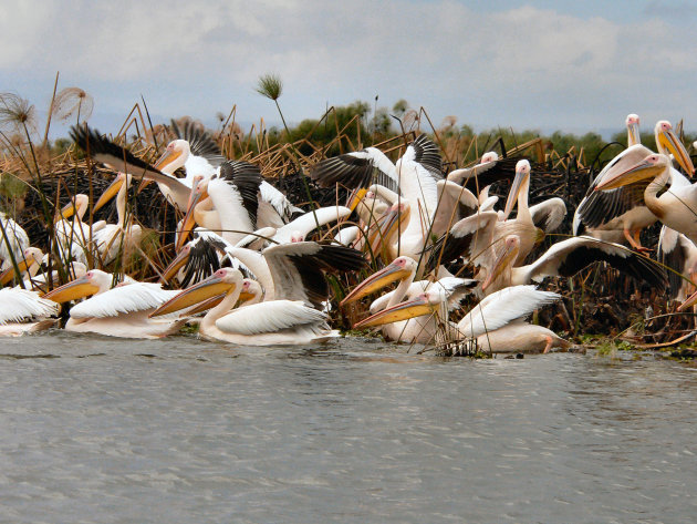 Pelikanen op een meer