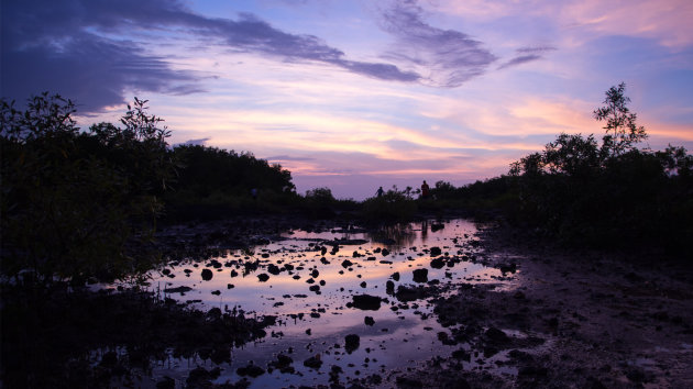 Darwin mangrove