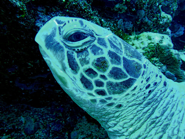 Reuze Zeeschildpad