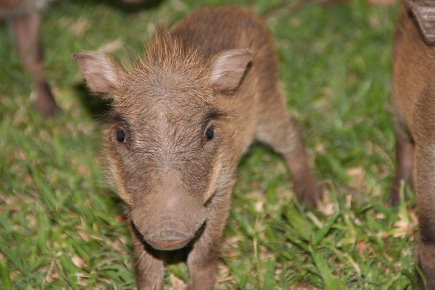 Baby Warthog