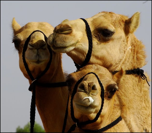 Camel-trio