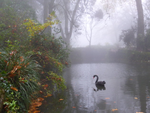 Zwarte zwaan in de mist, Sintra