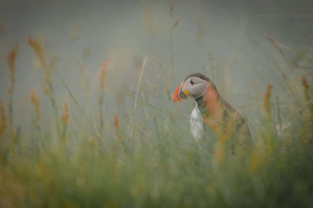Puffin in the mist