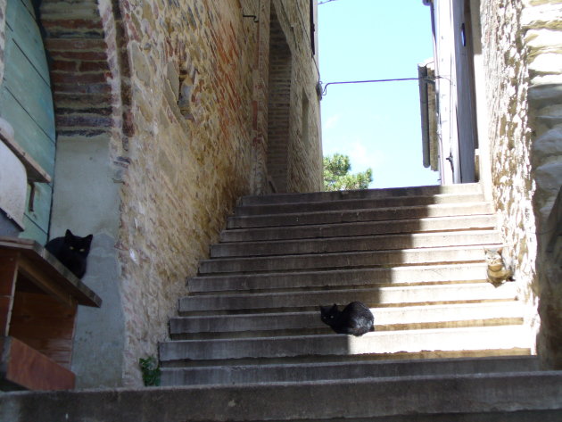 katten bewaken het centrum van Castelplanio