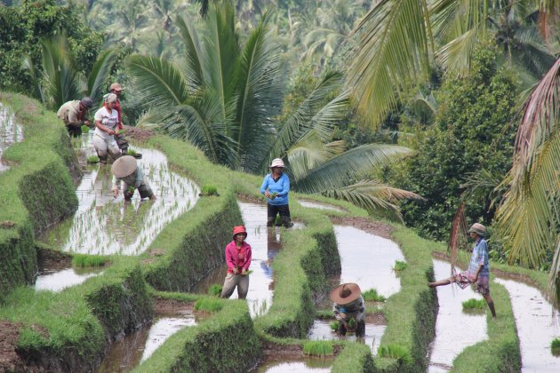 Werk op rijstvelden