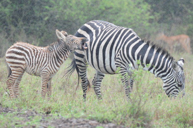 Zebra's in de regen