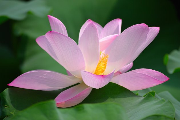 Roze Lotus 