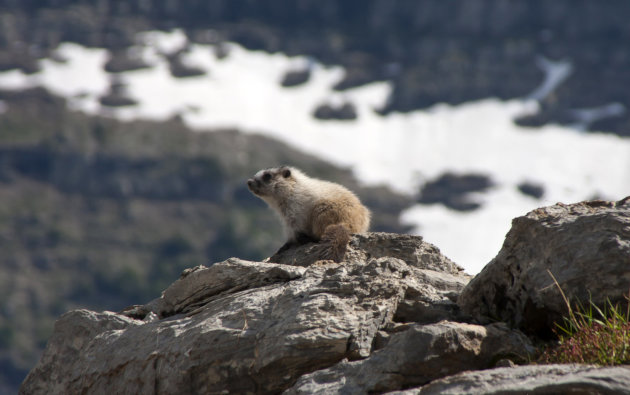 Baby grijze marmot (hoary marmot)