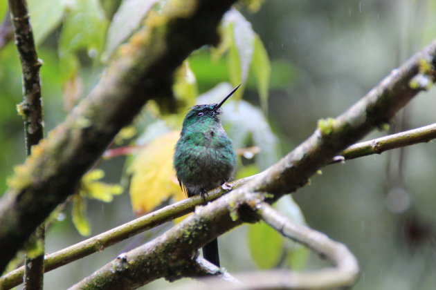 Colibri in Colombia