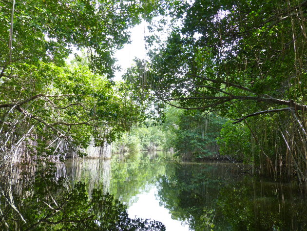Mangrove's Black River