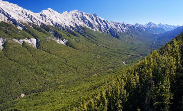 Een oneindig groen uitzicht in Banff 