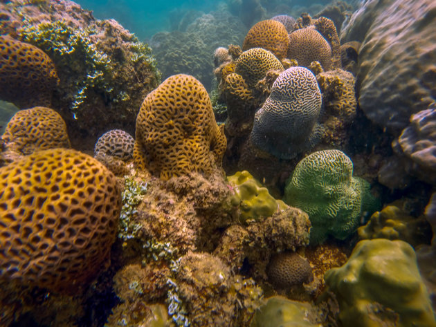 Onderwaterwereld bij Koh Pou