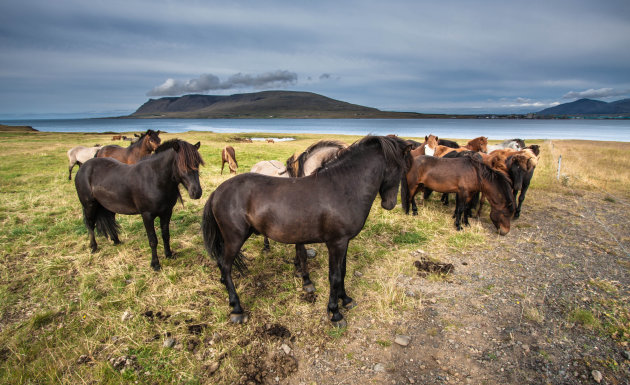 Het IJslandse paard 