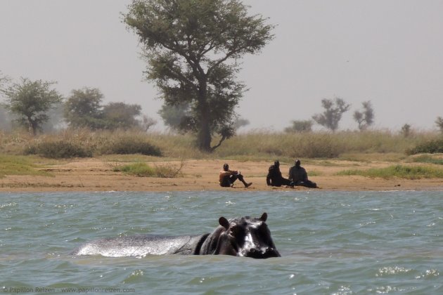 Nijlpaarden in de Niger