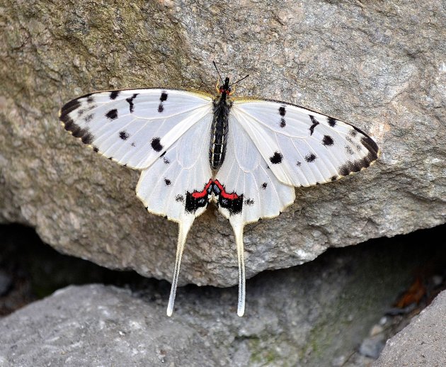 Chinese vlinder