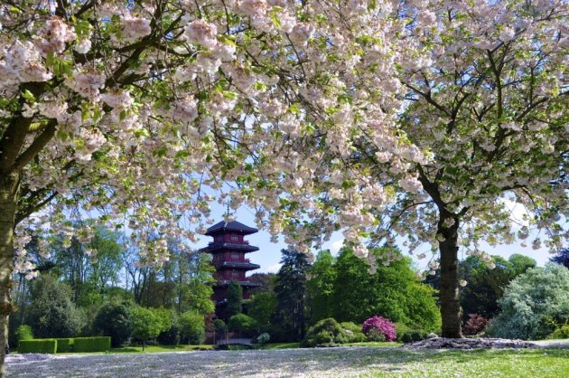 pagode tussen de bloeiende bomen.