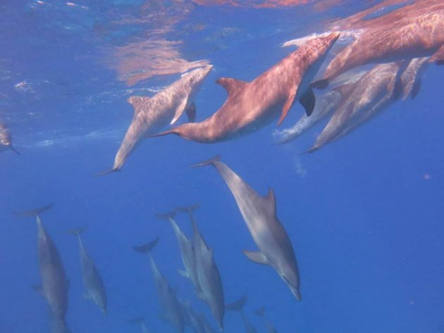 Snorkelen met wilde dolfijnen!