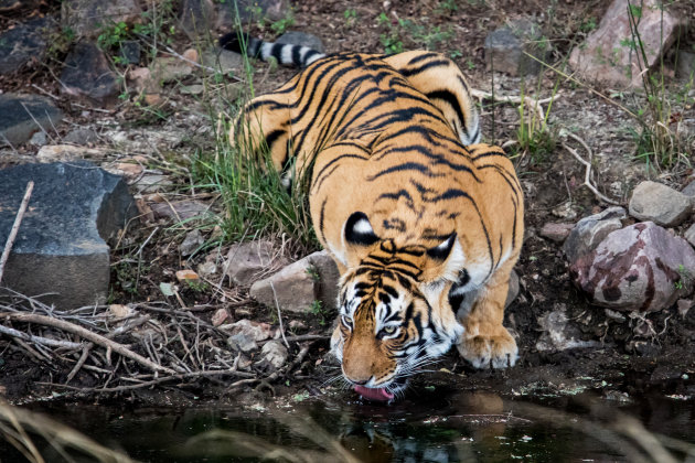 tijger in Ranthambore