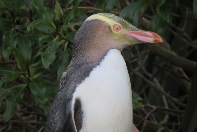 Yellow eyes pinguin op Otago Peninsula