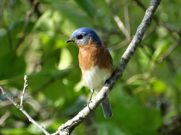 lovely singing bird