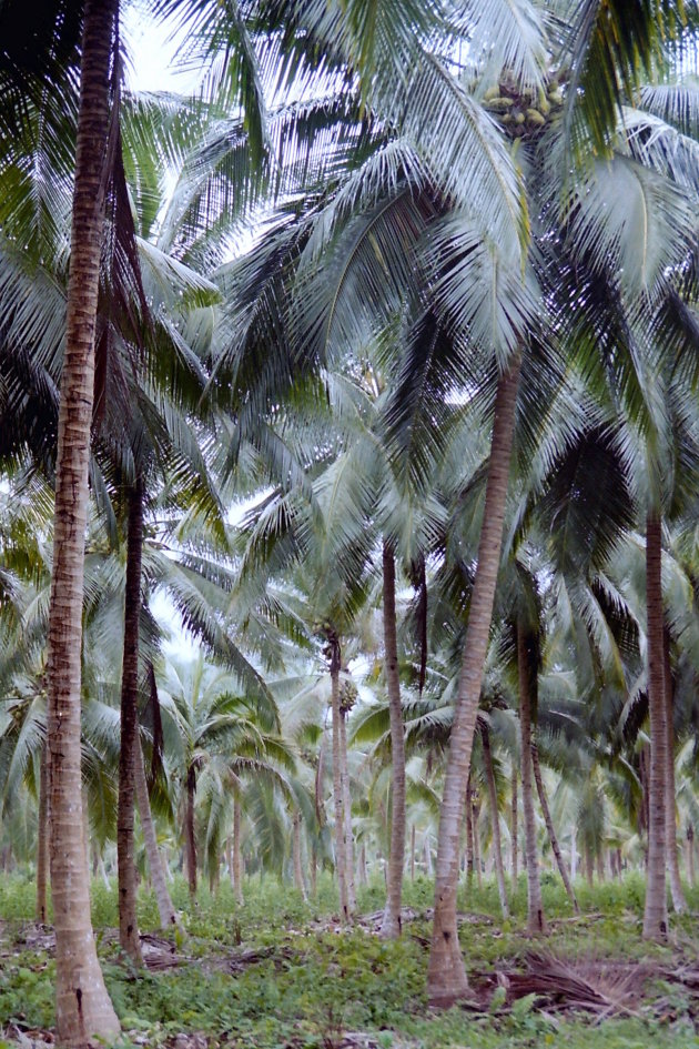 Palmplantages