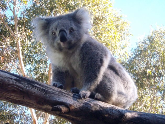 Koala model