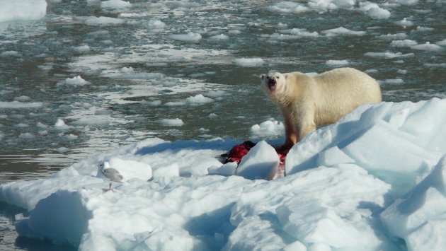 IJsbeer in de Barentszee (mijn 2000ste foto)