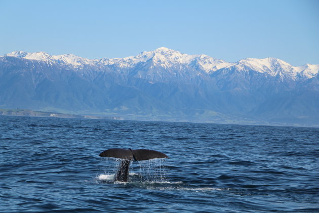 walvissen in kaikoura