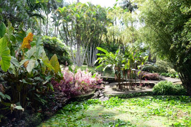 Tropische tuinen