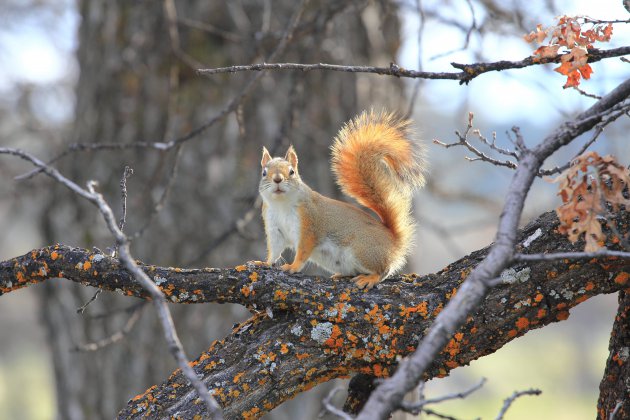 Verduiveld een eekhoorn@Devils Tower NP