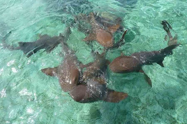 Zwemmen met haaien op Caye Caulker 