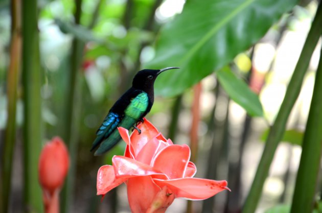 Kolibrie op gemberplant