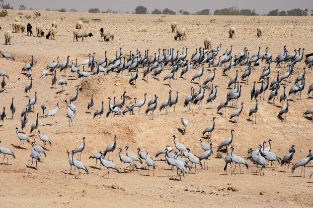 Juffer kraanvogels in de Thar woestijn