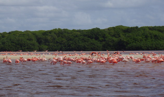 Grote kolonie flamingo's