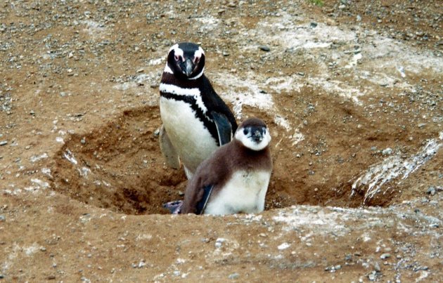 Pinguïn-eiland