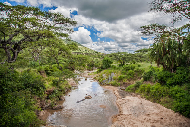 Tropisch Serengeti